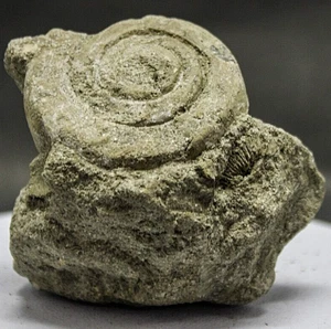 245GR  Natural Matirx  Rough Gastopoda Fossil Sea Shell Mollusc Indonesia - Picture 1 of 9