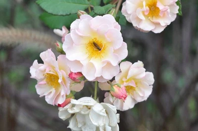 Nikon NEW NIKKOR 85mm f/1.8 Ai Converted MF Lens Exc+++++ F mount from JAPAN #15 - Image 1 of 4