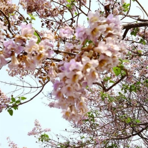 100 PRINCESS TREE ( ROYAL PAULOWNIA ) SEEDS - Paulownia tomentosa - Picture 1 of 4