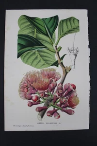 Antique Botanical, Van Houtte, c.1850, Single page, Jambosa Malaccensis - Picture 1 of 1
