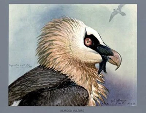 Avvoltoio Barbuto - 1926 - Calamita Illustrazione Uccellino - Foto 1 di 2