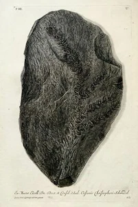 G. W. Knorr (1705-1761); Leinberger - Palaeontology Fossils Rocks - Folio - Eart - Picture 1 of 5