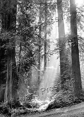 Sympathy Greeting Card - Sequoia Forest - Image 1 of 2