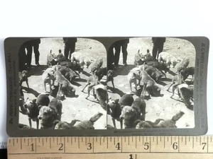 Perros de Constantinopla Stereoview H.C. White Co. Montaje curvo de principios de 1900 - Imagen 1 de 2