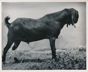 BOUC c. 1950 - Bouc Anglo-Nubian - GF 87 - Picture 1 of 2