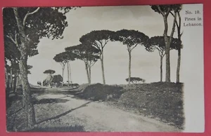 VINTAGE POSTKARTE - NO 10 - KIEFERN IM LIBANON - Bild 1 von 2