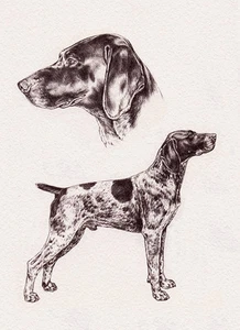 PUNTERO ALEMÁN DE PELO CORTO PERRO SALUDO NOTA TARJETA DE PIE PERRO Y CABEZA ESTUDIO - Imagen 1 de 1