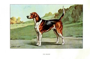 Stampa Antica CANE = FOX HOUND (45) = Primi del 900 DOG - Picture 1 of 1