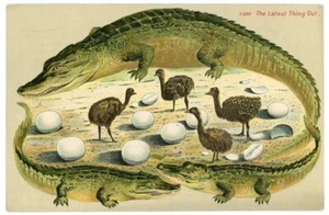 Avestruces bebé Alligator Border Florida 660 lo último en salir - Imagen 1 de 2