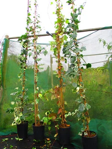LARGE 9ft-10ft inc. pot Evergreen variegated Ivy Hedera Gloire de merengo - Picture 1 of 3
