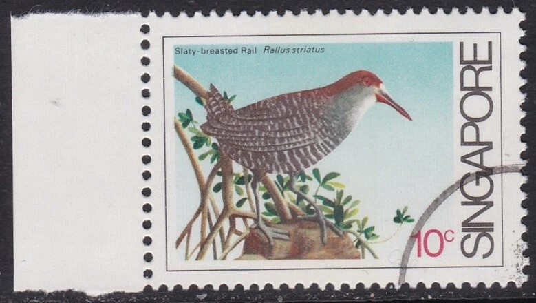 Specimen, Singapore Sc434 Coastal Bird, Slaty-breasted Rail - Image 1 of 1