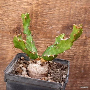 D4387 EUPHORBIA ENORMIS pot9-H11-W13 cm MaMa Cactus - Picture 1 of 4
