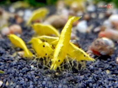 lotto 10 x NEOCARIDINE CARIDINA DAVIDI YELLOW FIRE NEON SS +OMAGGIO MANGIME - Immagine 1 di 3