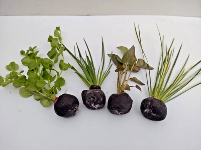 Teichpflanzen Set, Sumpfpflanzen, in umweltfreundlichen Torf  Kokos Jiffy. - Bild 1 von 4