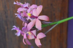 Epidendrum Elizabeth With It's Beautiful Coppery Pink Flowers Is A Real Stunner! - Picture 1 of 3