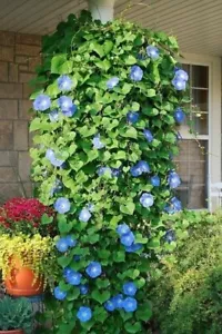 Ipomoea Tricolor Vine 30 Seeds, Mexican Morning Glory Climber, Ground Cover - Picture 1 of 3