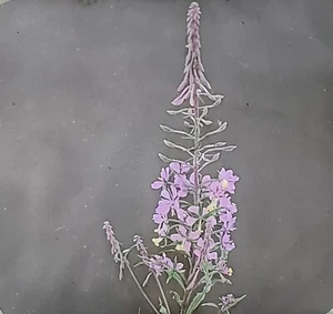 Willow Herb - Epilobium Angustifolium, Flower/Plant Magic Lantern Glass Slide - Picture 1 of 4