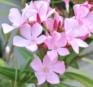 Nerium oleander cv ANNAROSA light pink 20-70cm - **