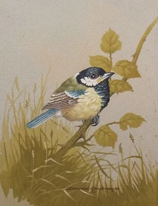David Andrews (b.1938) Watercolour & gouache Juvenile Great Tit among grass 1980 - Picture 1 of 5