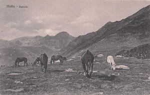 31-137) CARTOLINA MOTTA PASCOLO CAVALLI VIAGGIATA SONDRIO - Bild 1 von 2