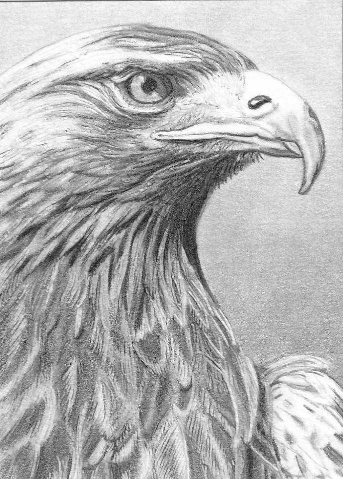 ORIGINAL ACEO sketch card MINIATURE drawing GOLDEN EAGLE bird of prey - Image 1 of 1