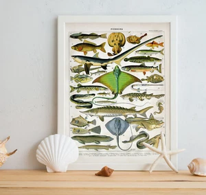 Fisch Wandbild Kunstdruck Seepferdchen Hai Stachelrochen Neunauge Aal Stranddeko Larousse - Bild 1 von 6