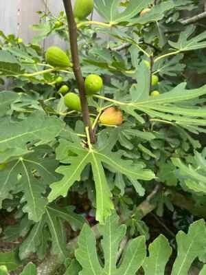Brunswick Fig - 2 Cuttings - PLUS WILLOW WATER FOR ROOTING!! - Image 1 of 4