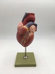 Somso HS4 Corazón Bicúspide, Tricúspide Semilunar y Válvula Sigmoide Modelo Anatómico - Imagen 1 de 9