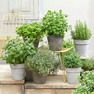 Herb Mix Pack of 3 Potted Mixed Herbs Plants for Kitchen Garden and Culinary Use - Picture 1 of 14