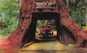 CANDELABRO DRIVE THROUGH TREE REDWOODS LEGGETT CA LINO POSTAL AÑOS 40 031225 U - Imagen 1 de 2