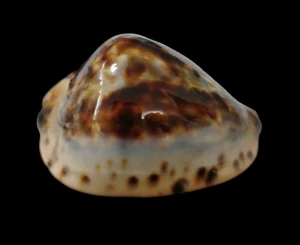 Shell Cypraea ZOILA JEANIANA CON Australia 65,0 mm # SELECCIONADO - Imagen 1 de 4