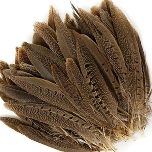 ENGLISH RINGNECK PHEASANT Natural Feathers 6-8" Halloween/Hats/Costume - Picture 1 of 3