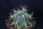 Kaktus Ferocactus histrix
