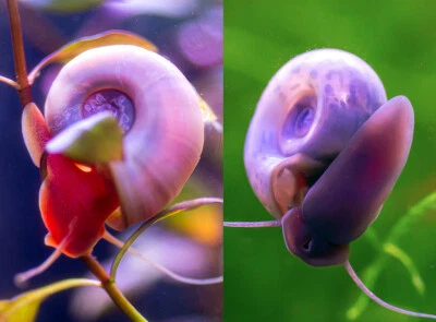 10 ROSA + AZUL Leopardo Ramshorn Caracol Vivo Agua Dulce Acuario Estanque Algas Caracoles Foto 1 de 4