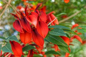 Erythrina crista galli CORAL TREE Seeds! EXOTIC! - Picture 1 of 2