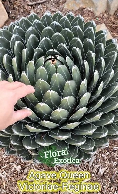 Queen Agave Victoria Reginae -  Starter Pup - Image 1 of 3