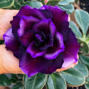 4 Dark Purple Desert Rose Seeds Adenium Obesum Flower Perennial Seed US SELLER - Picture 1 of 24