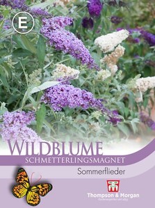 Schmetterlingsflieder Wildblume - Buddleja davidii, Sommerflieder, Samen, 9269