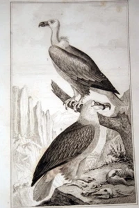 OISEAUX BUFFON GRAVURE PERCNOPTERE GRIFFON 1835 BF125 - Foto 1 di 1
