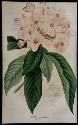 1843 - Luculia Gratissima - Incisione Antica - Botanica - Fiori IN Colori - Immagine 1 di 3