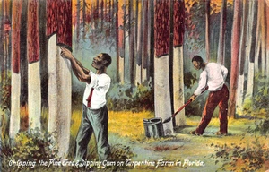 c.1910 Chipping Pine Trees & Dipping Gum on Terpentin Farm in FL Postkarte - Bild 1 von 2