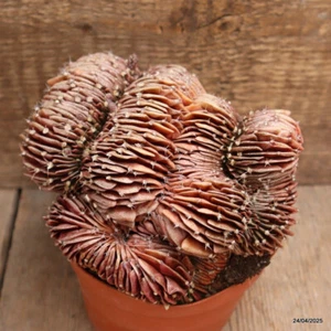 D3848 GYMNOCALYCIUM MIHANOVICHII CRESTED 20 YEARS OLD pot12-H11-W16 cm MaMa Cact - Picture 1 of 5