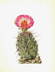 Vintage Cactus Print Botanical Print Straw Spine Cactus Gallery Wall Art #2797 - Picture 1 of 1