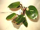SALE Very Rare Philodendron White Knight Variegated Plant Amazing Stalk