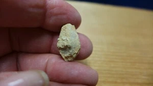 GEOLOGICAL ENTERPRISES Silurian fossil blastoid Troosticrinus reinwardti Tenn. - Picture 1 of 6