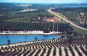 Citrus Groves Lakes Zitrusturm Florida Postkarte - Bild 1 von 2