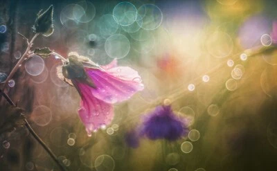 Sony E Fit Pentacon 50mm 1.8 Lens With MEGA Bubble Bokeh Modification! - Image 1 of 4