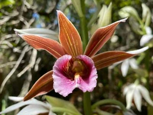 Phaius tankervilleae var. australis 'Topaz Tiger' - Picture 1 of 3