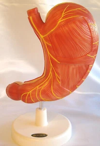 2X Disección de estómago humano Anatomía Anatómica Educación Médica Modelo de enseñanza - Imagen 1 de 3