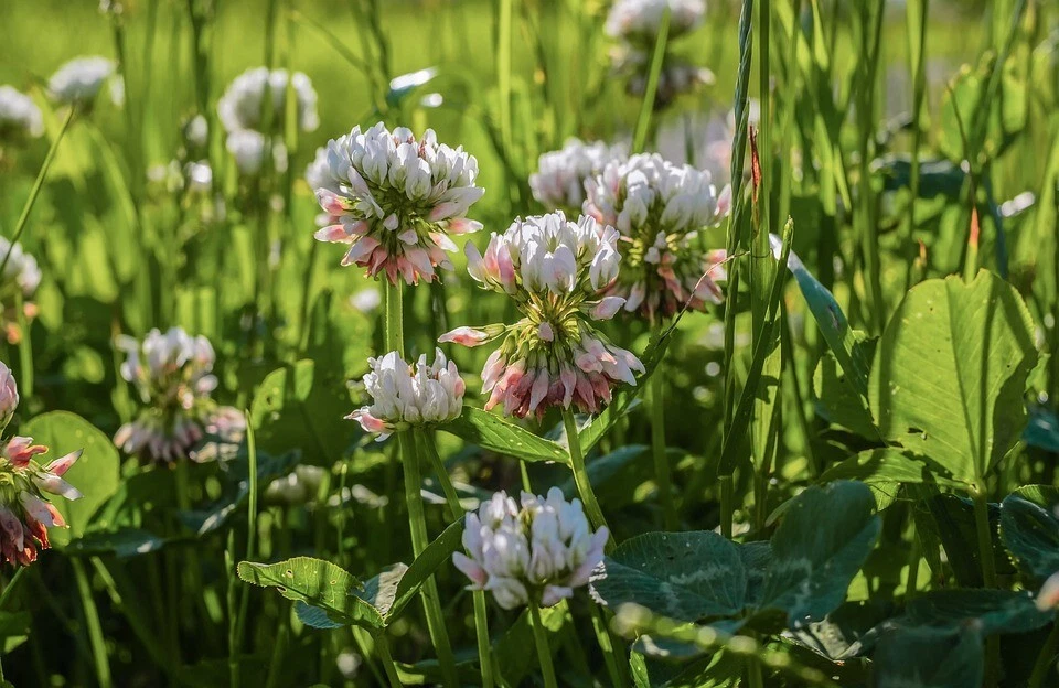 15200+ Semillas de trébol holandés blanco, reliquia, jardín FRESCO semillas de flores perennes Foto 1 de 3